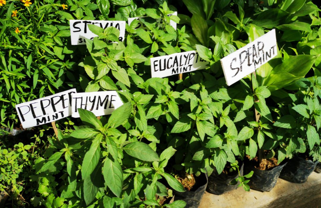 How to start an herb garden outside?